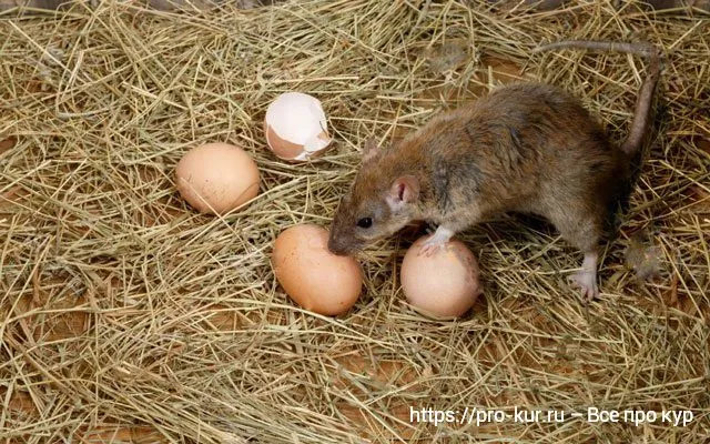 Крыса ворует куриные яйца фото. 