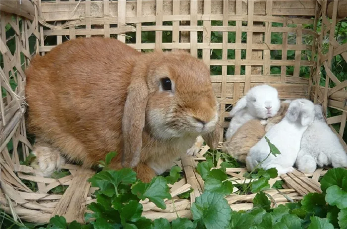 Крольчиха со своими крольчатами
