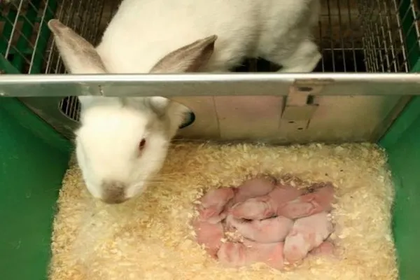 Пересадка крольчат