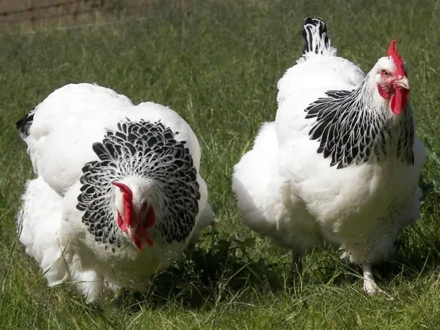Сколько живут курица и петух в зависимости от направления, породы, ухода, кормления и т.п.