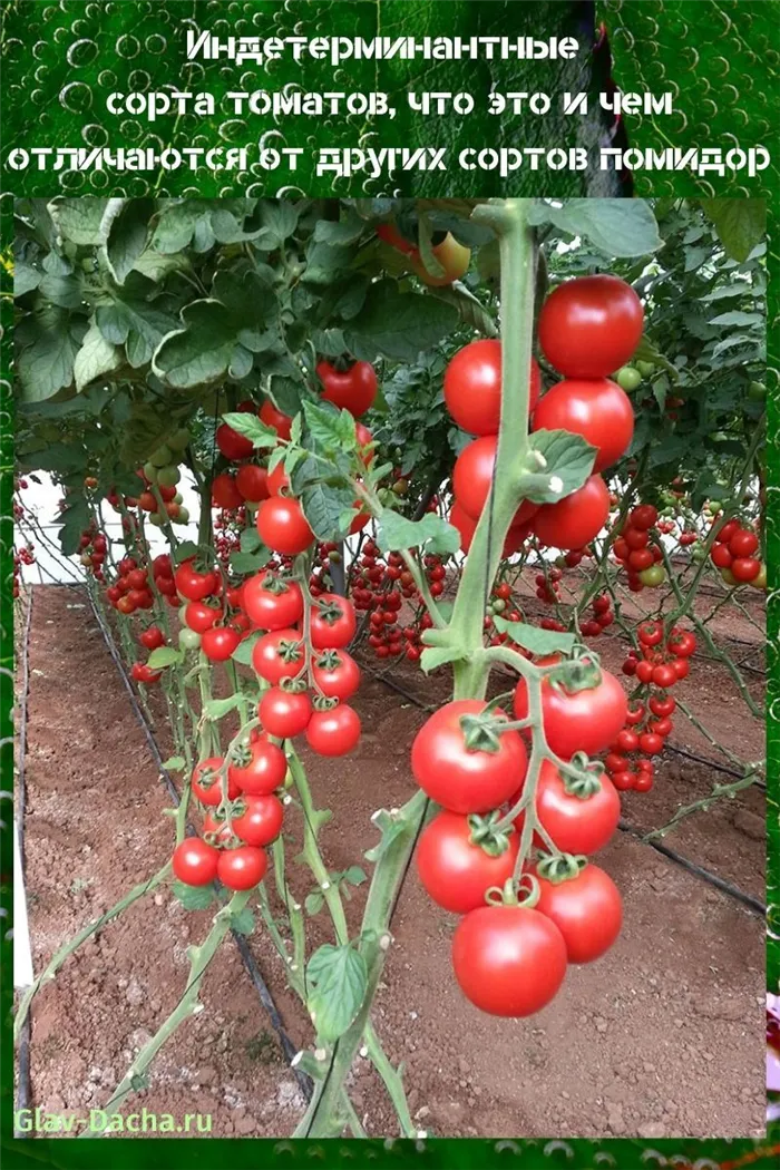 фото томат индетерминантный