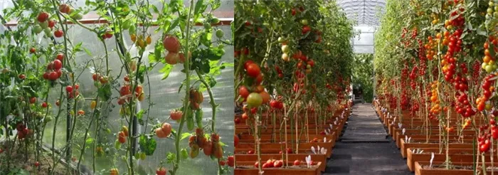 плодоношение индетерминантных томатов