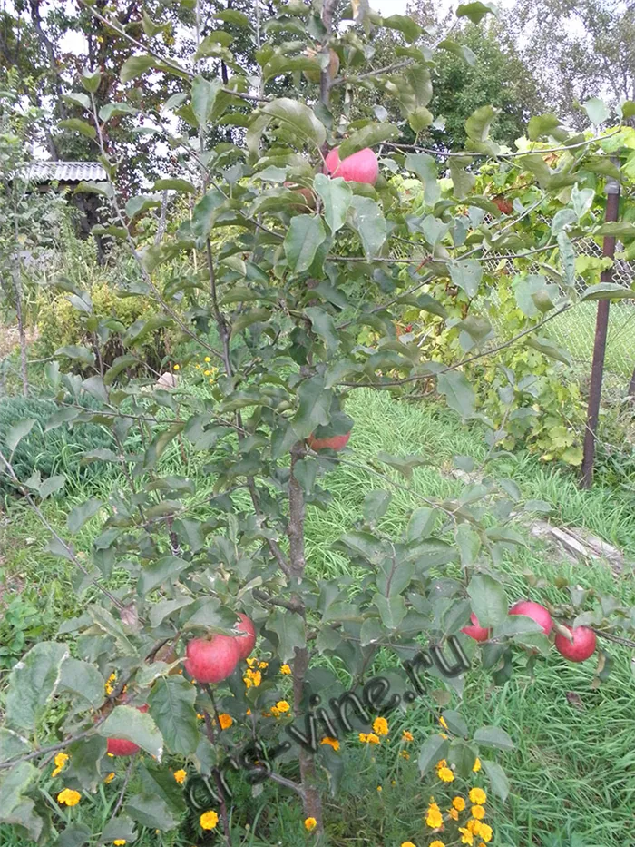 Плодоношение 3-х летней яблони