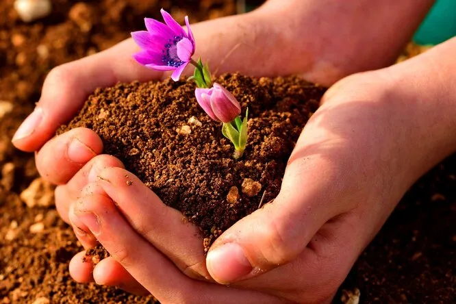 Правильное рыхление почвы — залог хорошего урожая