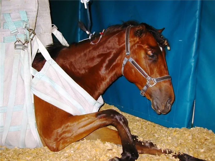 Энцефаломиелит лошадей