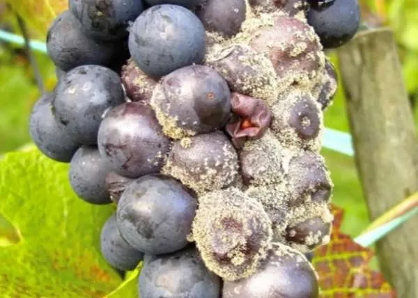 seryj nalet na vinograde (7)