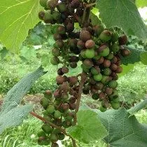 Чёрная гниль винограда