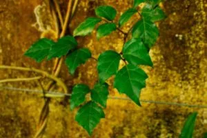 Зеленый красавец циссус: водопад листвы в вашем доме
