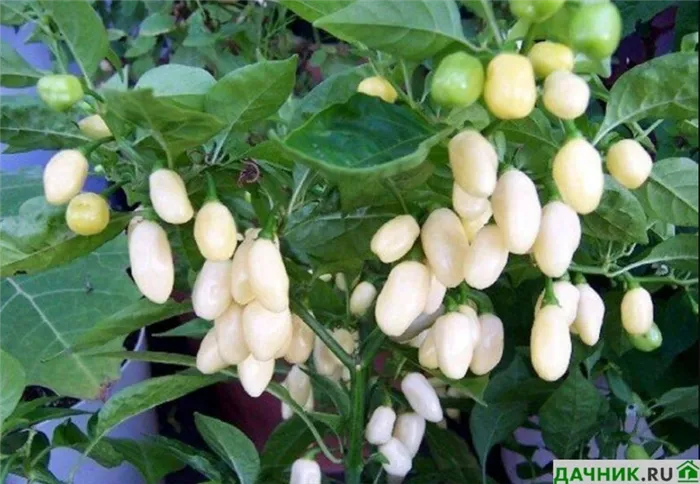 Перец Хабанеро: секреты правильного выращивания в домашних условиях