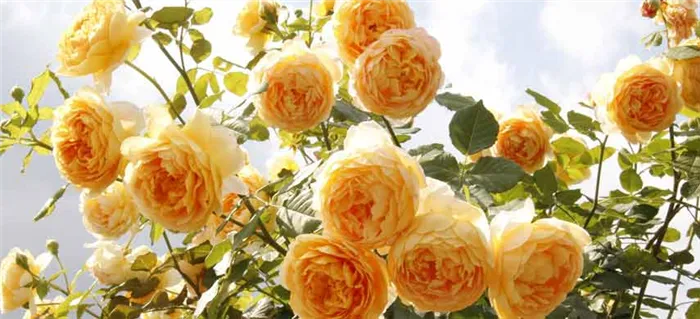 Английские розы фото 6