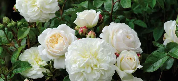 Английские розы фото 5