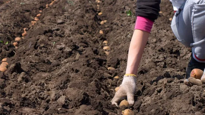 Готовим почву к посадке картофеля: какая нужна кислотность земли