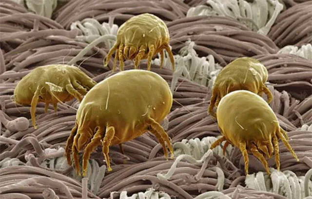 Пылевые клещи фото под микроскопом