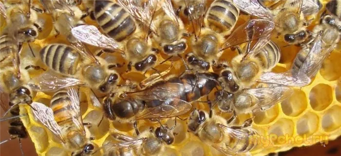 матка пчелы