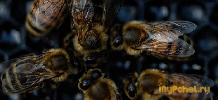 Сколько живут пчелы, от чего зависит продолжительность их жизни?
