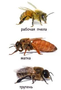 рабочая пчела, трутень и матка