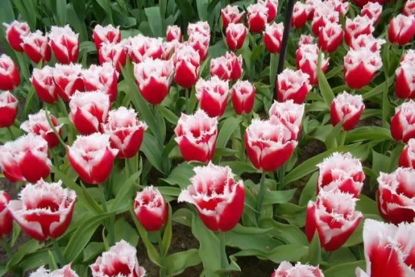 Голландские тюльпаны - эталон высокого качества и красоты