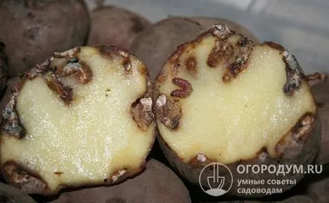 Потери урожая картофеля могут составлять до 60%
