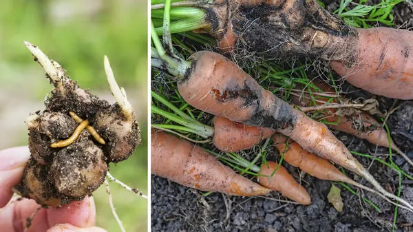 Кроме картофеля, от проволочника страдают луковицы цветов, морковь и другие растения