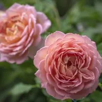 Роза «Джубиле селебрейшн» (Jubilee Celebration)
