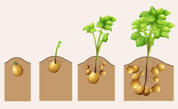 Размножение картофеля клубнями. Как это бесполое размножение