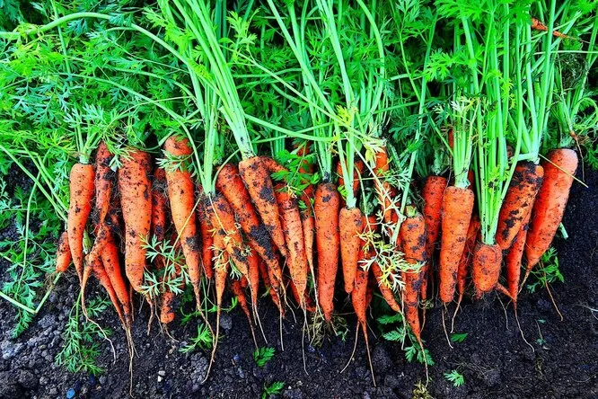Как сохранить морковь до первого урожая в домашних условиях: 5 рабочих способов
