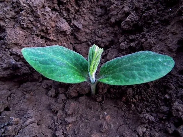 Для выращивания тыквы подходит и рассадный способ