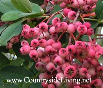 Рябина хубейская туполистная (Sorbus hupehensis var. obtusa, Rosea) с розовыми ягодами