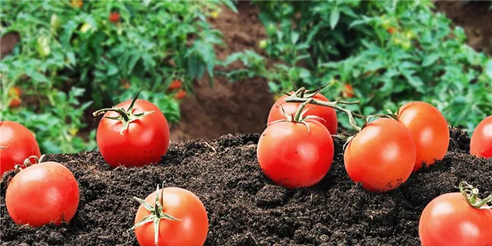 применение гербицидов на томатах