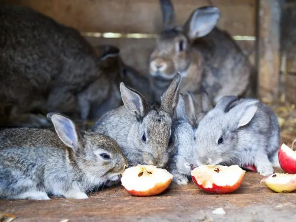 Яблоки для кроликов