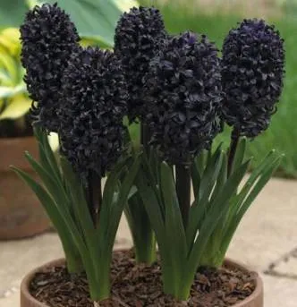 цветы черного цвета, черный гиацинт в горшке