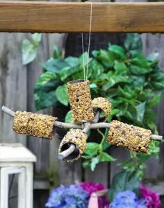 Съедобная кормушка для птиц своими руками: из зерна, желатина и тыквы
