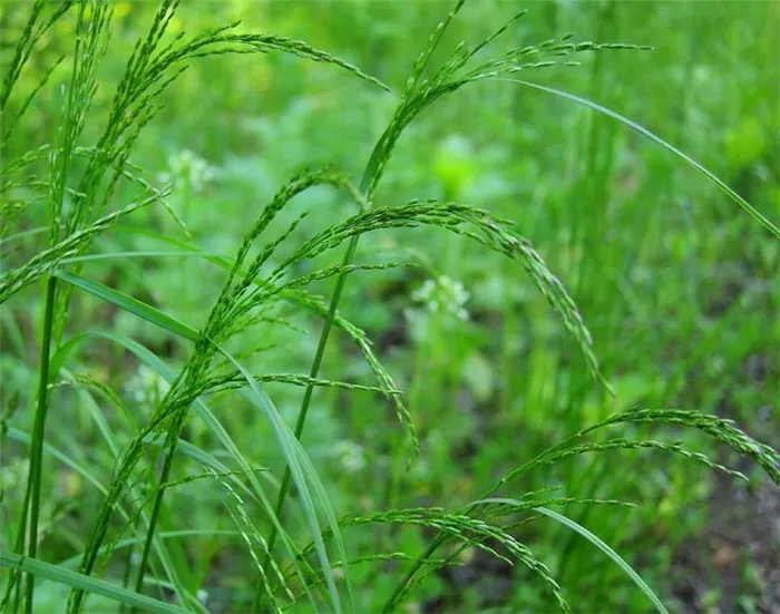 Газонная трава семена Канада Грин PREMIUM (для ленивых)