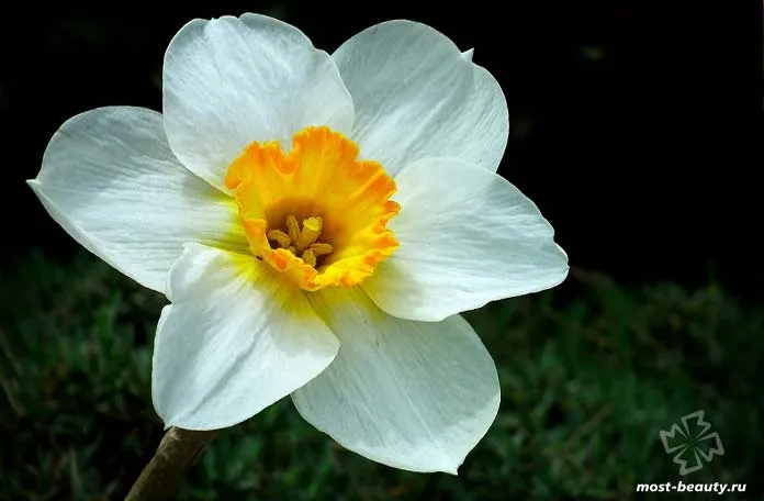 Нарциссы - одни из самых красивых цветов для сада. CC0