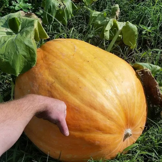 Тыква «Атлант», или «Атлантик Гигант» (Atlantic Giant Pumpkin)