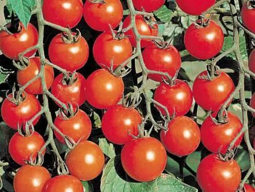 мелкоплодные сорта высокорослых томатов для открытого грунта и теплиц - вишня