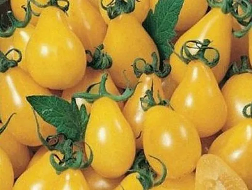 мелкоплодные сорта высокорослых томатов для открытого грунта и теплиц - медовая капля