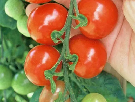 мелкоплодные сорта низкорослых томатов для открытого грунта и теплиц - тайни тим