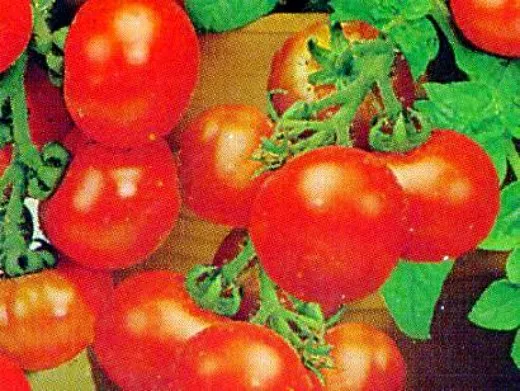 мелкоплодные сорта низкорослых томатов для открытого грунта и теплиц - минибел