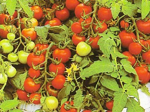 мелкоплодные сорта высокорослых томатов для открытого грунта и теплиц - гартен флойд