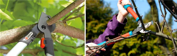 Сучкорезы для обрезки деревьев: 10 практических советов по выбору