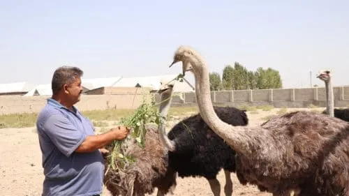 Как правильно подобрать корм для страусов