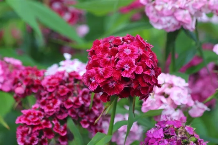 10 компаньонов для роз, которые оттенят красоту королевы сада и помогут ей цвести и пахнуть