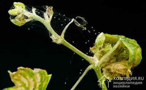Основные признаки заражения паразитами – скручивание листьев, усыхание или увядание цветка, потеря презентабельного вида, появление мелкой паутинки