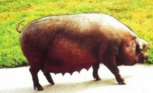 Уржумская свиноматка
