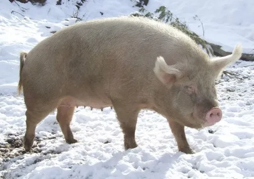 Сибирская северная свинка прекрасно себя чувствует и на снегу