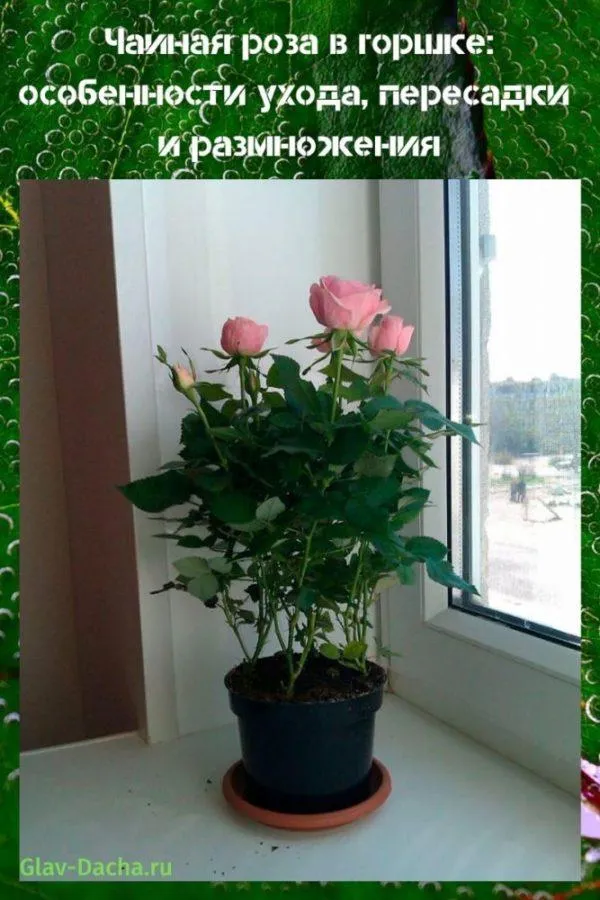 Чайная роза в горшке особенности ухода пересадки и размножения Как ухаживать за чайной розой