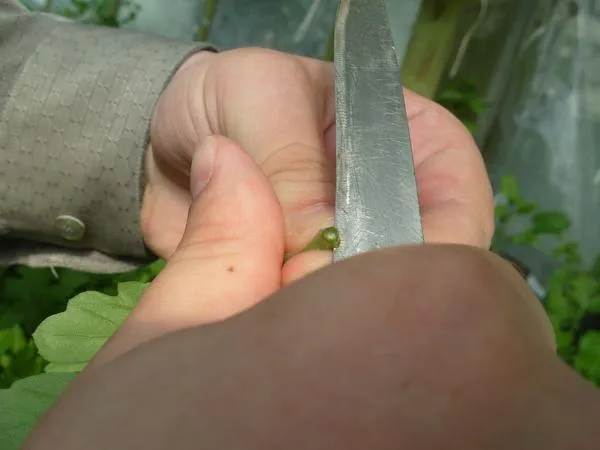 Черенкование хризантем Как размножать хризантемы черенками