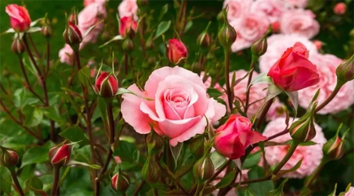 Что можно сажать рядом с розами Какие цветы нравятся розарии