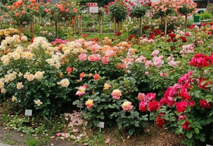 Что такое чайногибридные розы описание лучших сортов правила ухода Что такое чайно гибридная роза